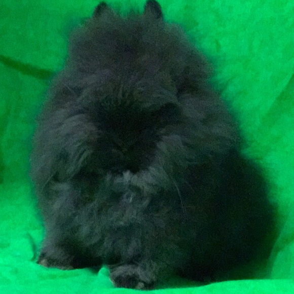 Meet your Posher, Dana - Picture 4 of 4